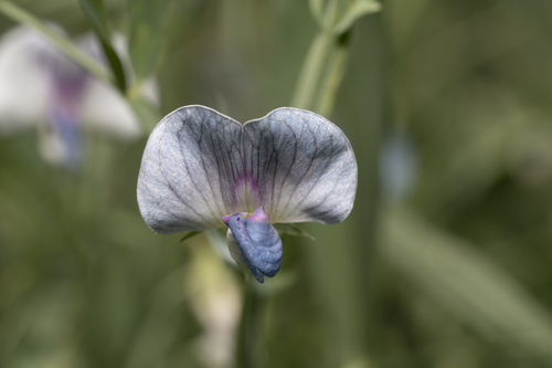 White pea (Lathyrus sativus)