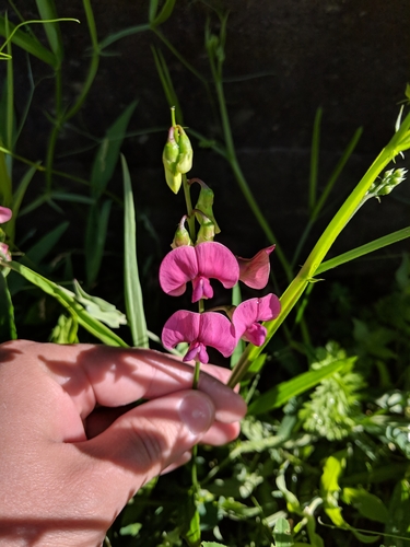 Flat pea (Lathyrus sylvestris)
