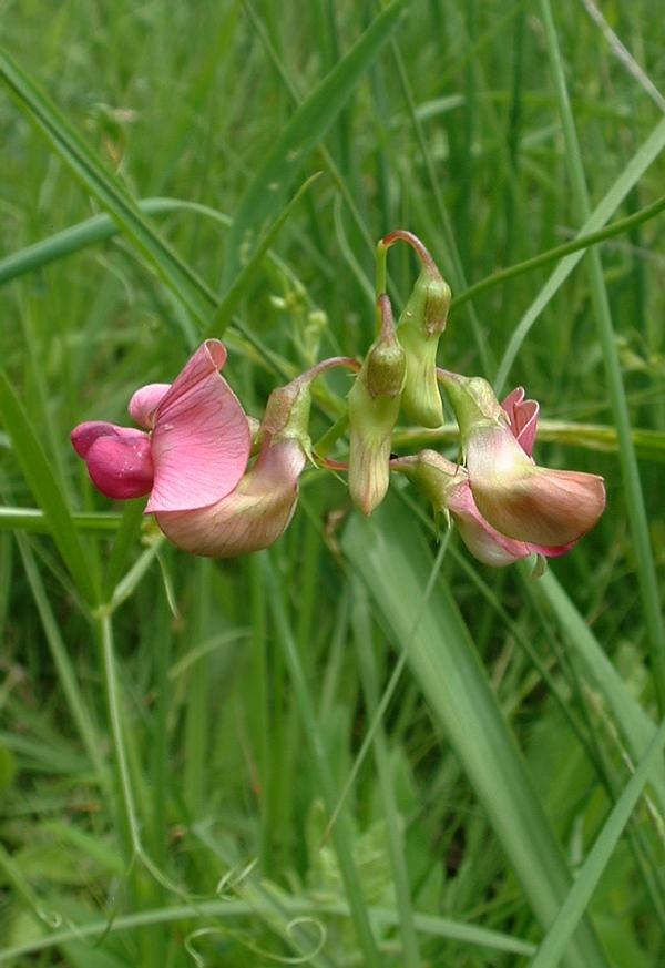 Flat pea: fr:Gesse des bois , photo J.F. Gaffard, Bucey-lès-Gy , juin 2004