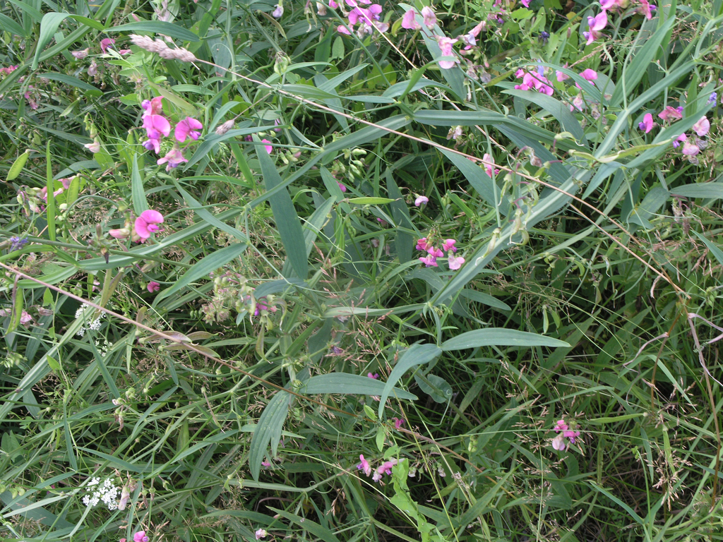 Flat pea (Lathyrus sylvestris)