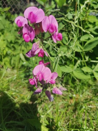 Flat pea (Lathyrus sylvestris)