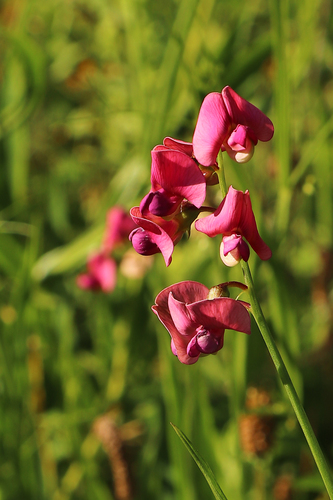 Flat pea (Lathyrus sylvestris)
