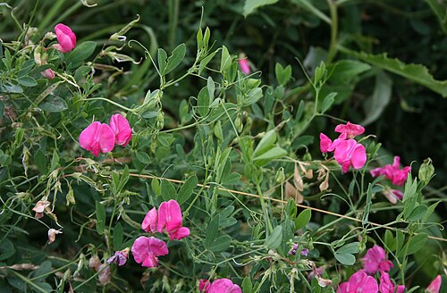 Tuberous sweetpea: Knollen-Platterbse ( Lathyrus tuberosus ), Hülsenfrüchtler (Fabaceae), Schmetterlingsblütler (Faboideae) - Österreich/Austria/Autriche: Niederösterreich, Wiener