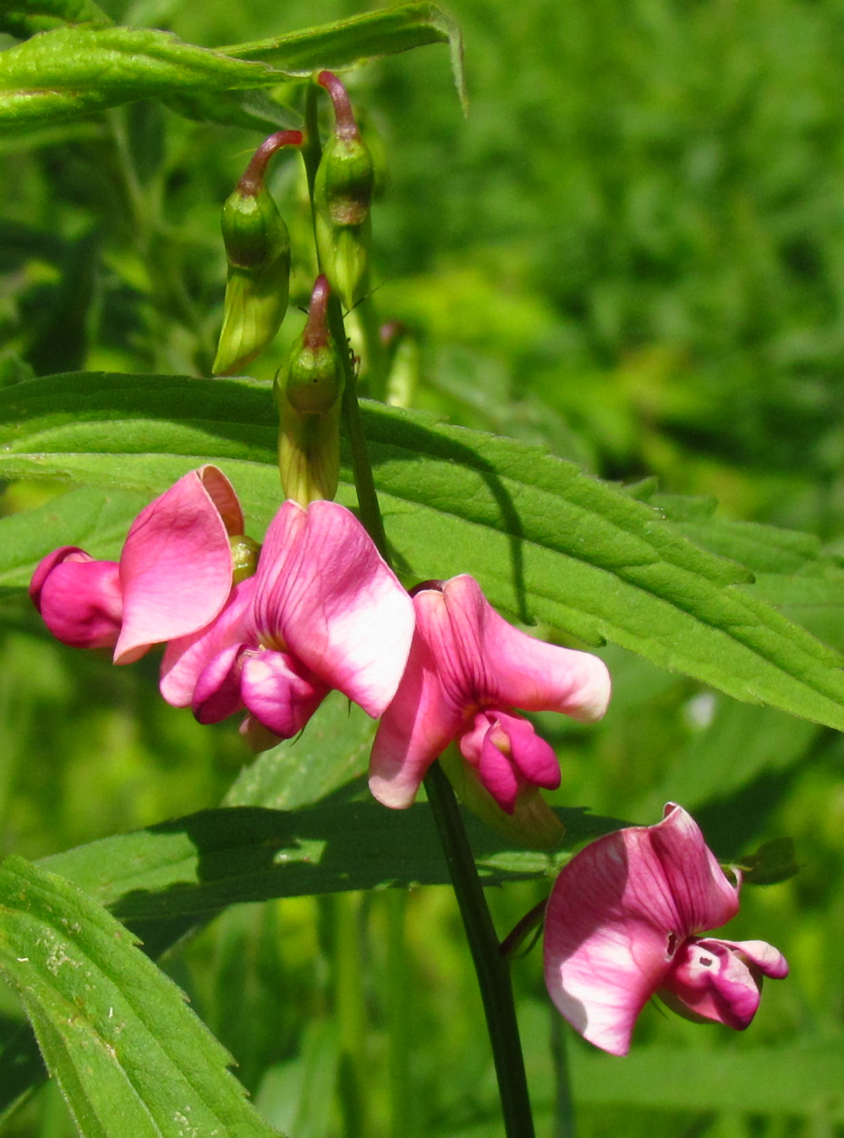 Tuberous sweetpea: Tuberous Vetchling ( Lathyrus tuberosus ), Ottawa, Ontario, Canada