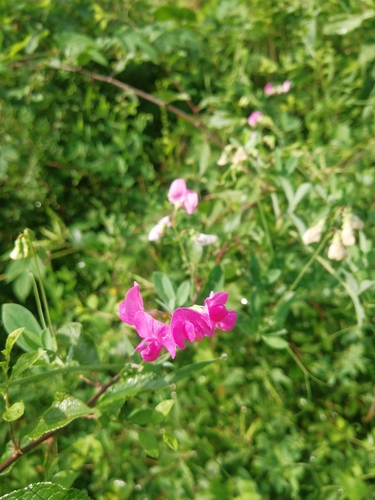 Tuberous sweetpea (Lathyrus tuberosus)