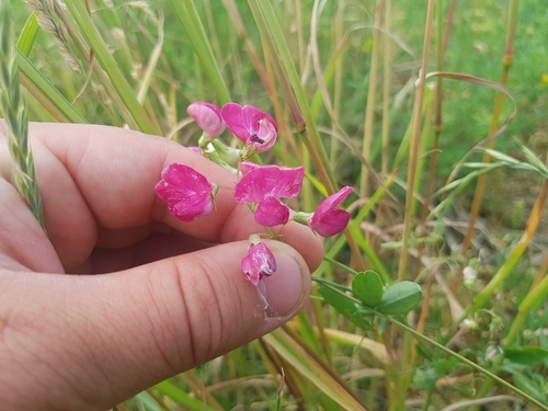 Tuberous sweetpea (Lathyrus tuberosus)
