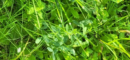 Tuberous sweetpea (Lathyrus tuberosus)