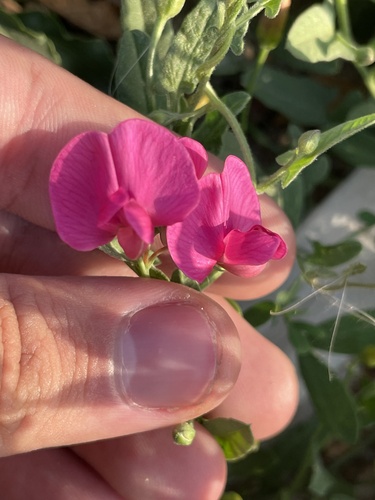 Tuberous sweetpea (Lathyrus tuberosus)