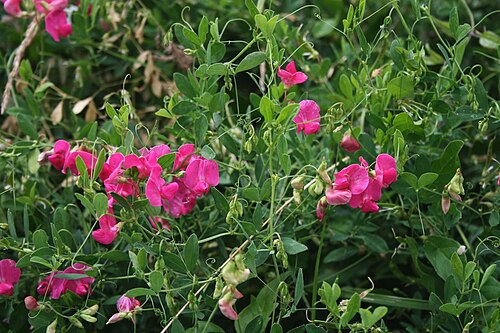 Tuberous sweetpea: Knollen-Platterbse ( Lathyrus tuberosus ), Hülsenfrüchtler (Fabaceae), Schmetterlingsblütler (Faboideae) - Österreich/Austria/Autriche: Niederösterreich, Wiener