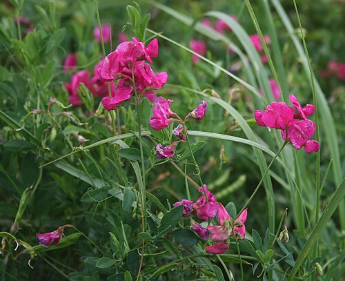Tuberous sweetpea: Knollen-Platterbse ( Lathyrus tuberosus ), Hülsenfrüchtler (Fabaceae), Schmetterlingsblütler (Faboideae) - Österreich/Austria/Autriche: Niederösterreich, Wiener