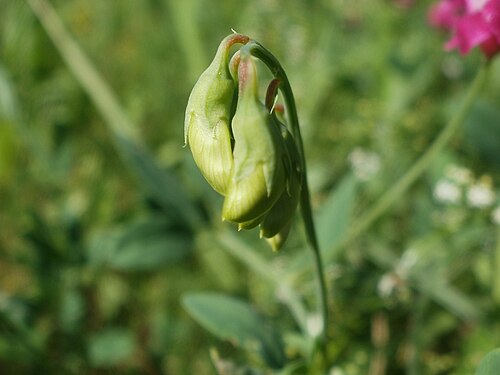 Tuberous sweetpea: Schoten der Knollen-Platterbse (Lathyrus tuberosus) im Hockenheimer Rheinbogen