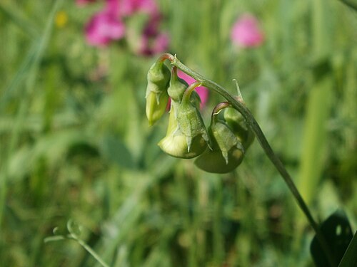 Tuberous sweetpea: Schoten der Knollen-Platterbse (Lathyrus tuberosus) im Hockenheimer Rheinbogen