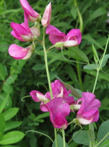 Tuberous sweetpea (Lathyrus tuberosus)