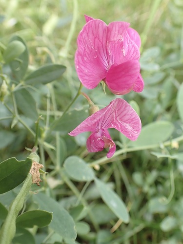 Tuberous sweetpea (Lathyrus tuberosus)