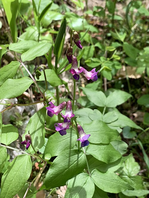 Spring-vetch: Sous-bois à Crots (mai 2021).Gesse du Printemps (Lathyrus vernus) à Crots.
