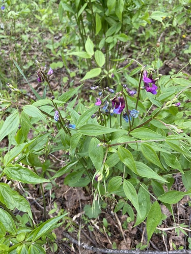 Spring-vetch (Lathyrus vernus)