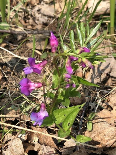 Spring-vetch (Lathyrus vernus)