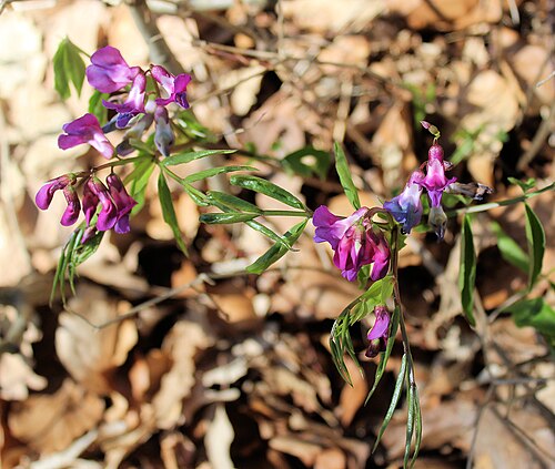 Spring-vetch: Beichlingen, Lathyrus vernus