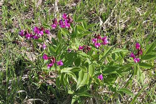 Spring-vetch: Lathyrus vernus author:Prazak