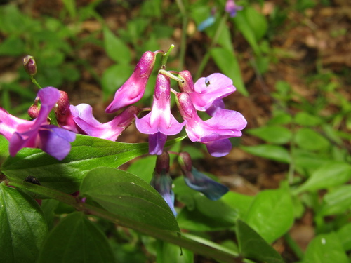 Spring-vetch (Lathyrus vernus)