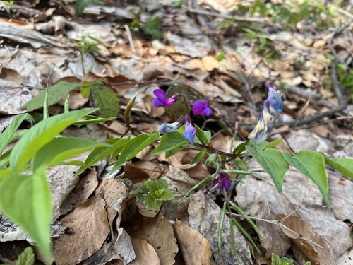 Spring-vetch (Lathyrus vernus)