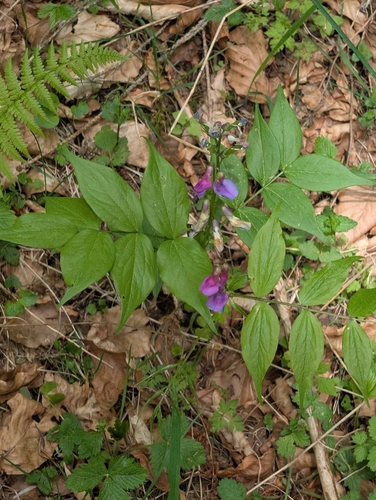 Spring-vetch (Lathyrus vernus)