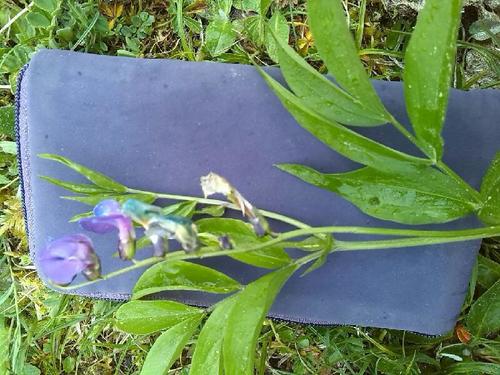 Spring-vetch (Lathyrus vernus)