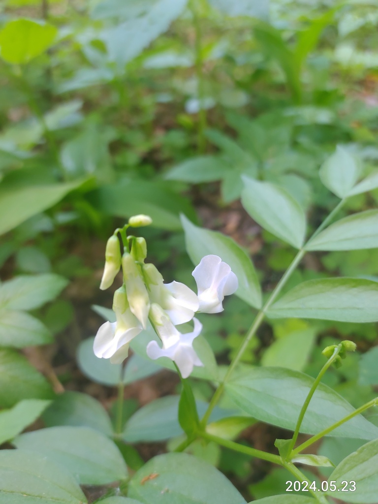 Spring-vetch (Lathyrus vernus)