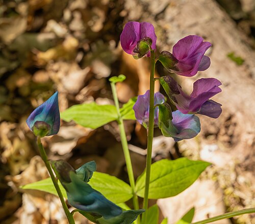 Spring-vetch: Frühlings-Platterbse (Lathyrus vernus) im Naturwaldreservat Zwerchstück