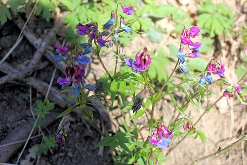 Spring-vetch: Beichlingen, Lathyrus vernus