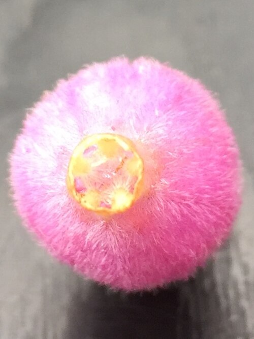 Sorcerer's tree: View of base of the fallen corolla of a flower of Latua pubiflora ( Griseb. ) Baillon ( Solanaceae ), showing hairy bases of stamens fused to corolla tube as ri