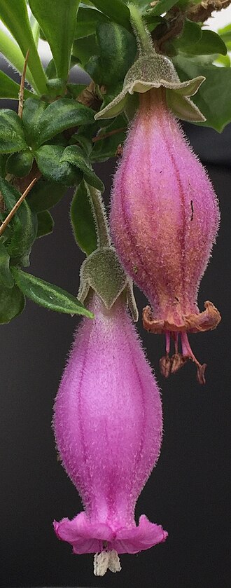 Sorcerer's tree: Contrast between old and new flowers on same plant of Latua pubiflora ( Solanaceae ). Senescent flower above has corolla and anthers turning tawny brown as they