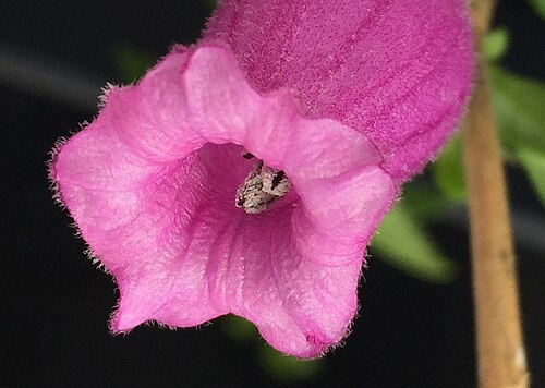 Sorcerer's tree: Close-up of the mouth of a single flower of the Chilean endemic Latua pubiflora ( Solanaceae ), showing the pubescence, delicate folds and venation of the flare