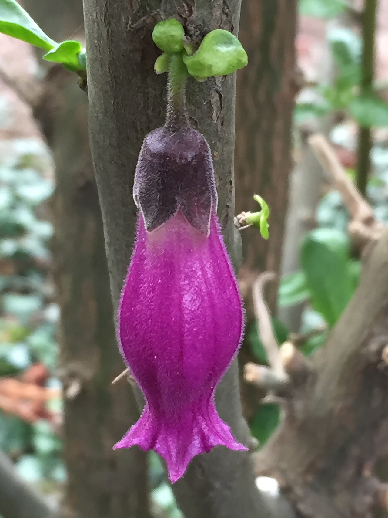 Sorcerer's tree: Close-up of cauliflorously-borne flower of a mature specimen ( circa 2m x 1.5m with trunk diameter of circa 11cm at base ) of Latua pubiflora ( Griseb. ) Baillo