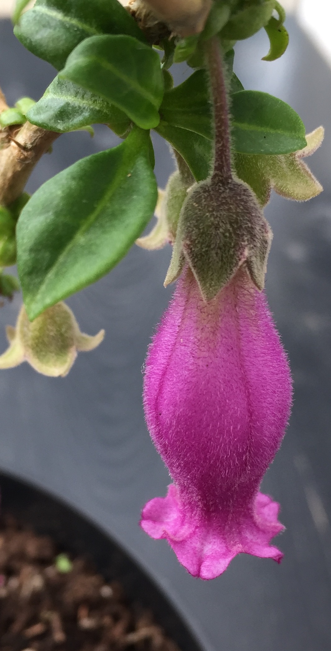Sorcerer's tree: Single flower of Latua pubiflora, 'Árbol de los Brujos' ( =Tree of the Sorcerers ), the single species in the monotypic genus Latua, belonging to the nightshade