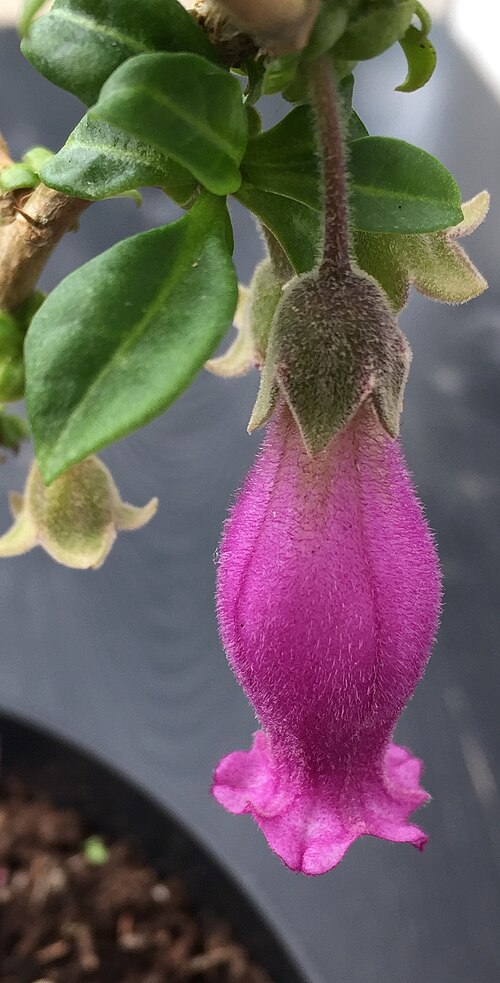 Sorcerer's tree: Single flower of Latua pubiflora, 'Árbol de los Brujos' ( =Tree of the Sorcerers ), the single species in the monotypic genus Latua, belonging to the nightshade