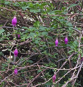 Sorcerer's tree: Latua pubiflora ( Griseb. ) Baillon ( family : Solanaceae ) : attractive, pendent flowers hanging, lantern-like among pubescent foliage of Spring shoots. View o