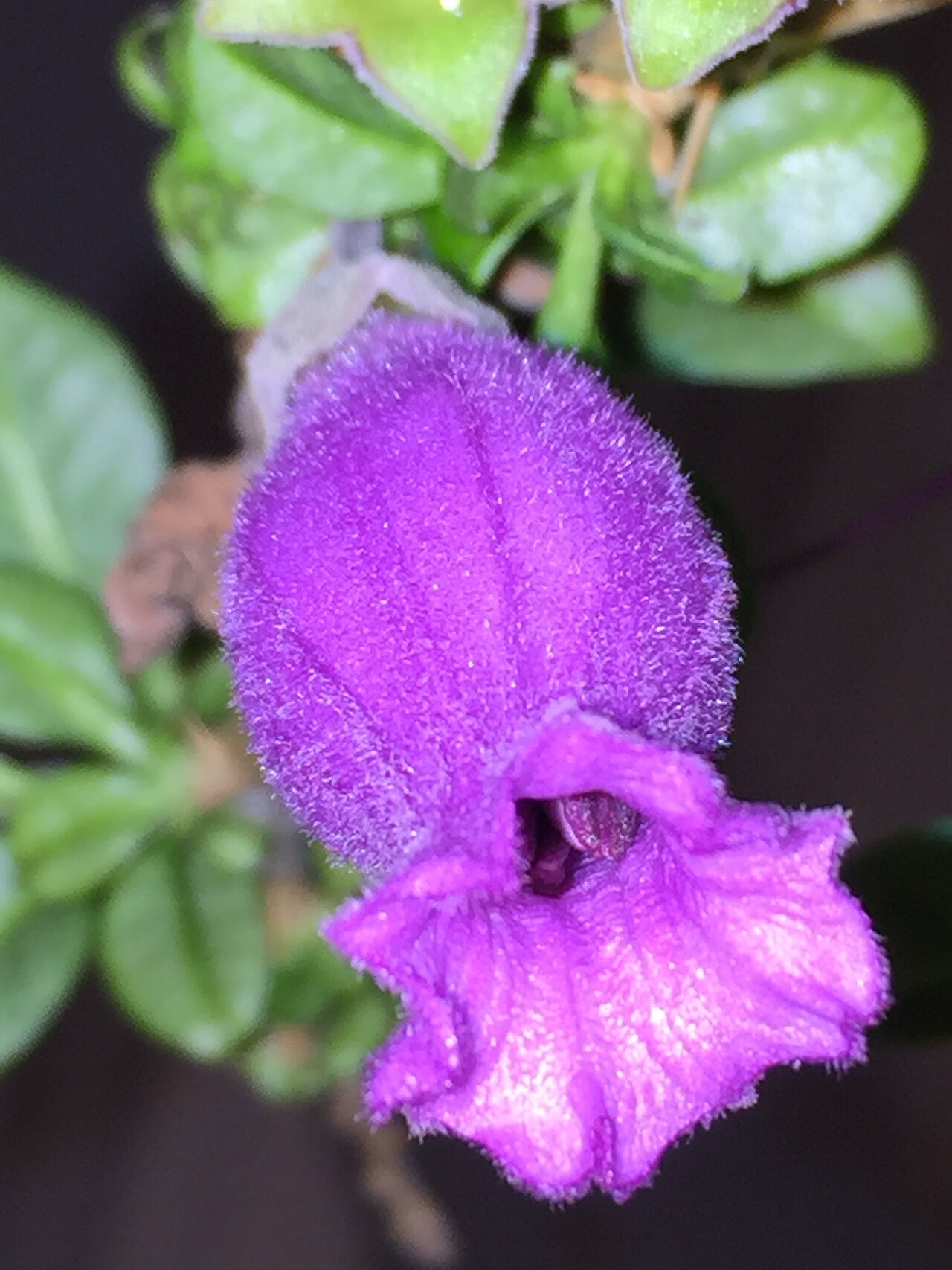 Sorcerer's tree: Flash photo ( night ) image of single flower of Latua pubiflora ( family : Solanaceae ), showing to advantage dense pubescence of corolla referenced in specific