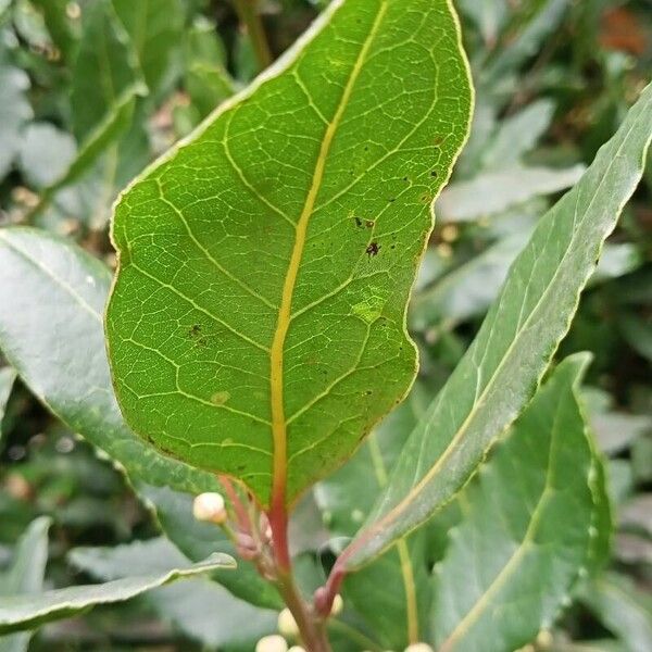 Bay laurel (Laurus nobilis)