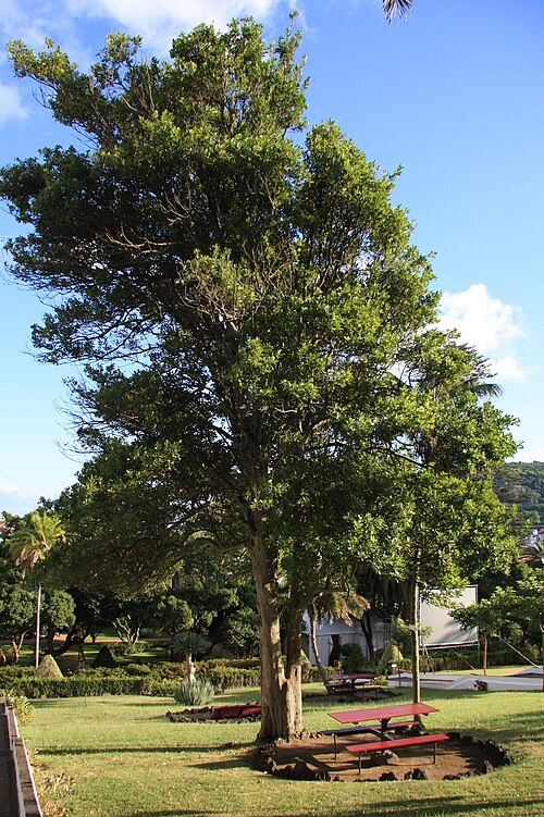 Bay laurel: A Bay Laurel in the Park "Jardim Duque de Terceira" in Angra do Heroísmo