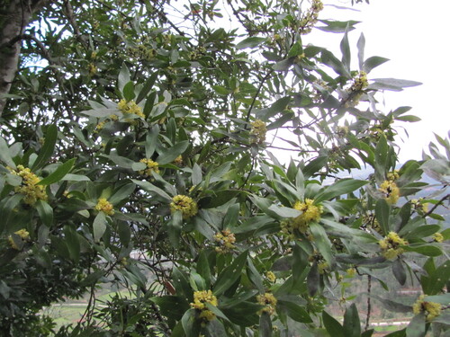 Bay laurel (Laurus nobilis)