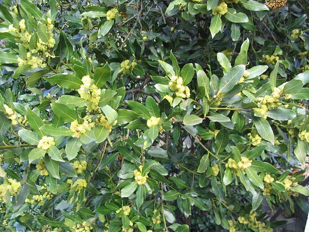 Bay laurel (Laurus nobilis)