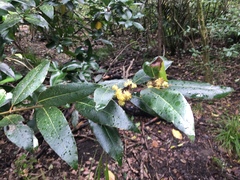 Bay laurel (Laurus nobilis)