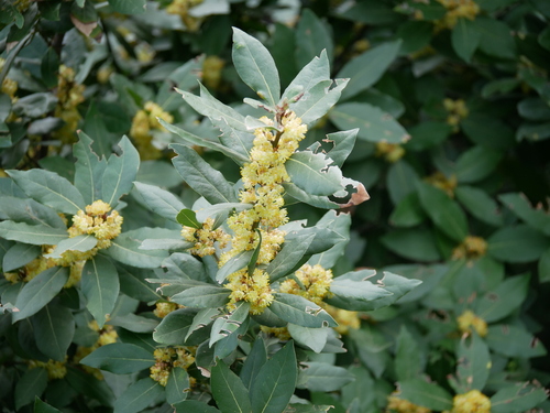 Bay laurel (Laurus nobilis)