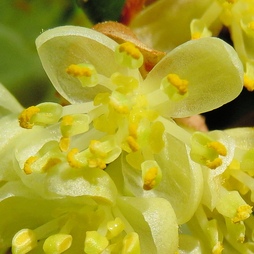 Bay laurel