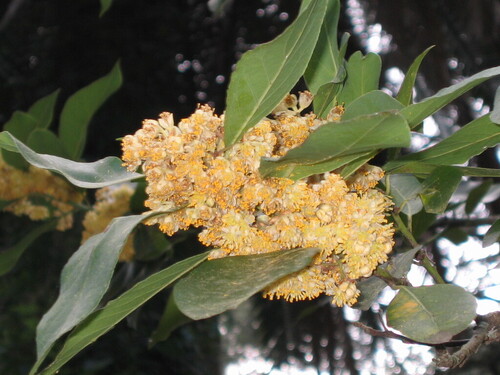 Bay laurel (Laurus nobilis)