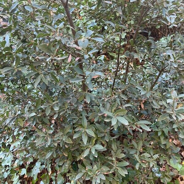 Bay laurel (Laurus nobilis)