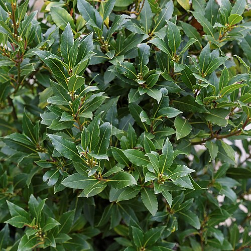 Bay laurel: Laurus nobilis , otherwise laurel, bay laurel, sweet bay, bay tree, true laurel, Grecian laurel, or laurel tree, at Capel Manor College and Gardens , Bulls Cros