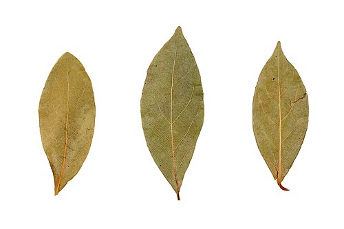 Bay laurel: Dried Indian Bay( Cinnamomum tamala ) leaves that are commonly used in cooking and known for their fragrance.