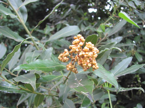 Bay laurel (Laurus nobilis)